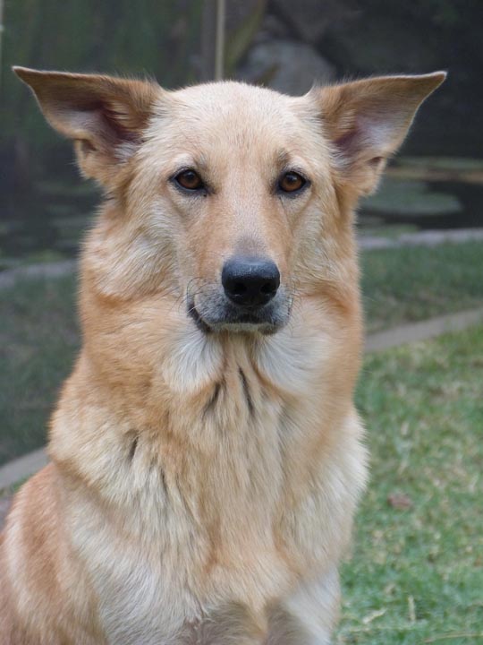 chinook dog